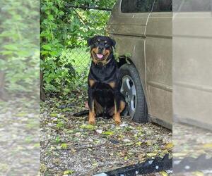 Rottweiler Dogs for adoption in San Antonio, TX, USA