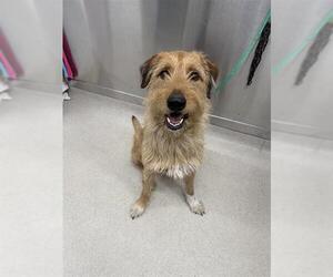 Airedale Terrier-Rottweiler Mix Dogs for adoption in Fairbanks, AK, USA
