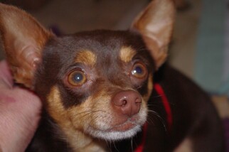 Chihuahua-Unknown Mix Dogs for adoption in Longview, WA, USA