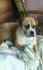 Medium Photo #1 Boxer Puppy For Sale in Brentwood, TN, USA