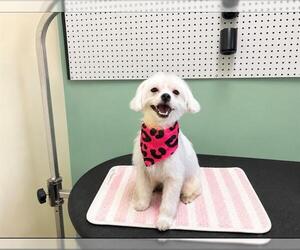 Maltese-Unknown Mix Dogs for adoption in Orange, CA, USA