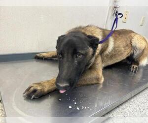 Mutt Dogs for adoption in Visalia, CA, USA