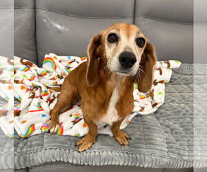 Dachshund Dogs for adoption in Weston, FL, USA