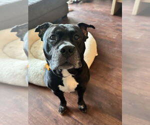 American Pit Bull Terrier-Staffordshire Bull Terrier Mix Dogs for adoption in Minneapolis, MN, USA
