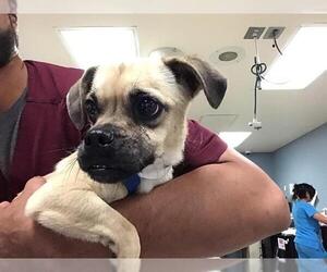 Pug-Unknown Mix Dogs for adoption in Riverside, CA, USA