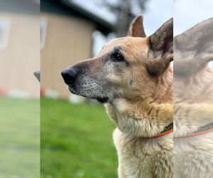 German Shepherd Dog-Unknown Mix Dogs for adoption in Seattle, WA, USA
