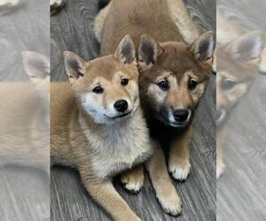Shiba Inu Dogs for adoption in Mount Laurel, NJ, USA
