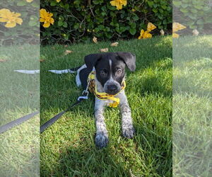 Mutt Dogs for adoption in Menifee, CA, USA