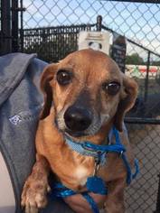 Dachshund Dogs for adoption in Nesquehoning, PA, USA