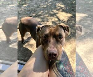 American Pit Bull Terrier-Unknown Mix Dogs for adoption in Front Royal, VA, USA