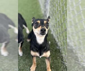 Dachshund-Unknown Mix Dogs for adoption in Chula Vista, CA, USA