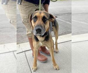 Black and Tan Coonhound Dogs for adoption in Lee's Summit, MO, USA