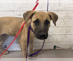 German Shepherd Dog-Unknown Mix Dogs for adoption in San Bernardino, CA, USA