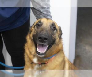 German Shepherd Dog-Unknown Mix Dogs for adoption in Mountain Home, AR, USA