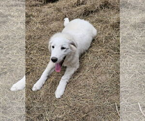 Great Pyrenees Dogs for adoption in Croydon, NH, USA