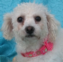 Bichon Frise Dogs for adoption in Cuba, NY, USA