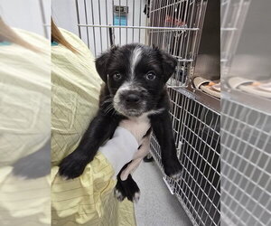 Mutt Dogs for adoption in Rancho Cucamonga, CA, USA