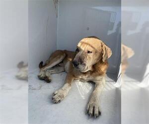 Labrador Retriever-Unknown Mix Dogs for adoption in Houston, TX, USA