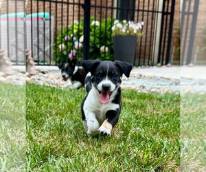 Mutt Dogs for adoption in Germantown, OH, USA