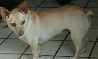 Pembroke Welsh Corgi Dogs for adoption in Alta Loma, CA, USA