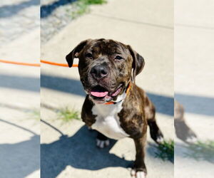 American Pit Bull Terrier-Unknown Mix Dogs for adoption in Manahawkin, NJ, USA