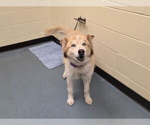 Goberian Dogs for adoption in Denver, CO, USA