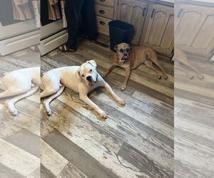 Boxer Dogs for adoption in Woodbury, MN, USA