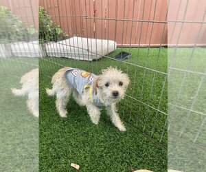 Maltese-Unknown Mix Dogs for adoption in San Diego , CA, USA