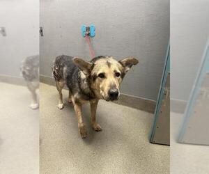 German Shepherd Dog-Unknown Mix Dogs for adoption in Las Vegas, NV, USA