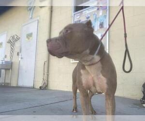 American Pit Bull Terrier Dogs for adoption in Downey, CA, USA