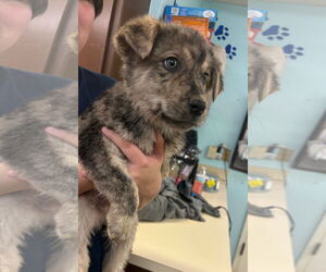 Australian Shepherd-Rottweiler Mix Dogs for adoption in Amarillo, TX, USA