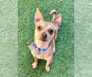 Chihuahua Dogs for adoption in San Francisco, CA, USA