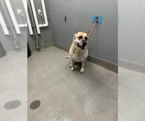 German Shepherd Dog-Unknown Mix Dogs for adoption in Las Vegas, NV, USA