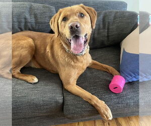 Labrador Retriever-Unknown Mix Dogs for adoption in Princeton, MN, USA