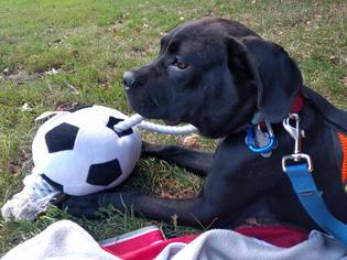 Small Labrador Retriever Mix