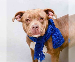 Mutt Dogs for adoption in Sanford, FL, USA