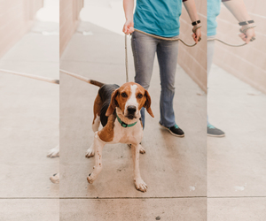 Treeing Walker Coonhound Dogs for adoption in See Website, CA, USA