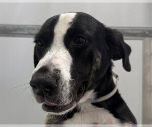 Plott Hound-Unknown Mix Dogs for adoption in San Clemente, CA, USA