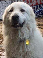 Great Pyrenees Dogs for adoption in Spring, TX, USA