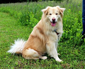 Golden Retriever-Unknown Mix Dogs for adoption in Dillsburg, PA, USA