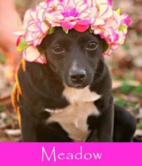 Mutt Dogs for adoption in Medford, NJ, USA