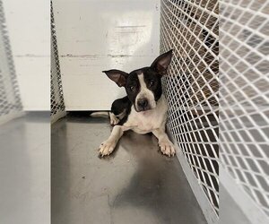 Boston Terrier Dogs for adoption in Bakersfield, CA, USA