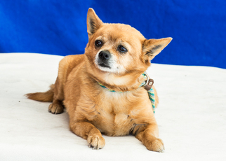 Chiranian Dogs for adoption in Pasadena, CA, USA