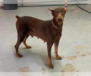 Doberman Pinscher Dogs for adoption in Hanford, CA, USA