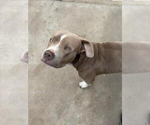 Mutt Dogs for adoption in Camarillo, CA, USA