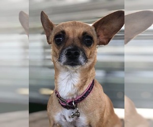 Rat-Cha Dogs for adoption in Phoenix , AZ, USA