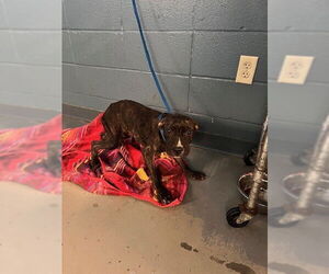 American Staffordshire Terrier-Unknown Mix Dogs for adoption in Tallahassee, FL, USA