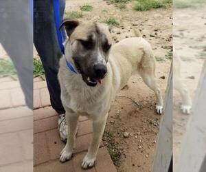 Golden Shepherd Dogs for adoption in Amarillo, TX, USA