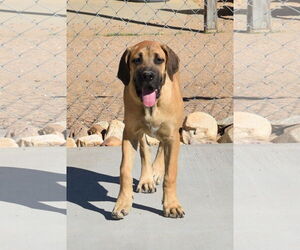 Mutt Dogs for adoption in Hesperia, CA, USA