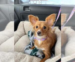 Chihuahua-Unknown Mix Dogs for adoption in Iroquois, IL, USA